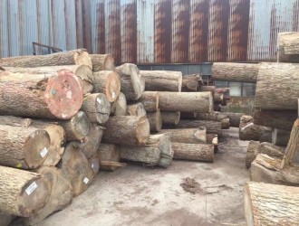 一手货源北美山核桃原木现货认准美国CK森林木业价格合理