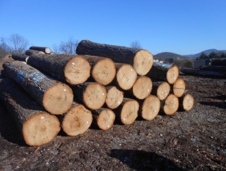 美国CK森林木业有限公司主营美国滨州红橡北美山核桃原木
