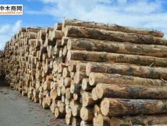 原木供应不足 澳洲最大木材加工厂面临裁员