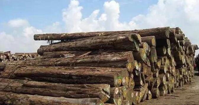  俄罗斯海关查获向中国走私木材案件 木材走私活动一年比一年频繁