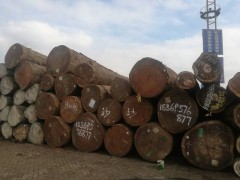 上海达显进出口原木批发厂家出售进口刚果沙比利一手货源材质极佳图2