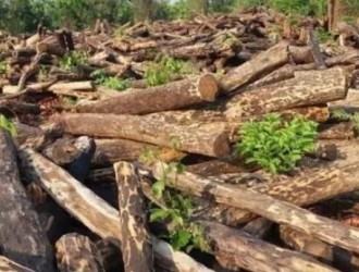 赞比亚政府宣布自2017年2月开始停止原木出口