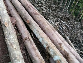 云南缘明生产厂家长期大量出售优质进口油木原木