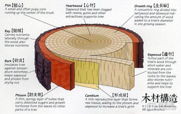 木材的结构