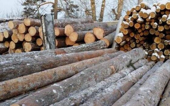  俄罗斯阿穆尔州木材和木制品绝大部分出口到中国市场