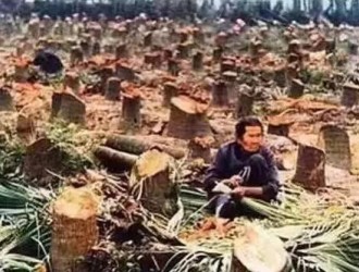 缅甸林业协会正式下通知，2017年5月1日起将停止木材出口中国，缅甸花梨且用且珍惜！