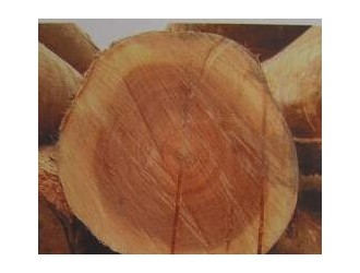 巴布亚金刀木木材材性及用途