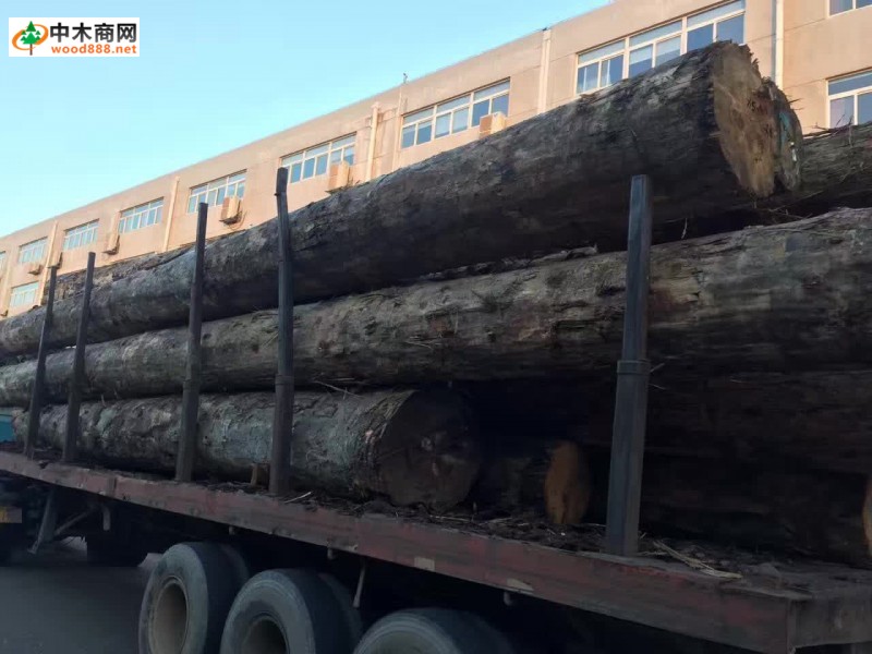 大量铁杉原木可出售加工大方料厂家