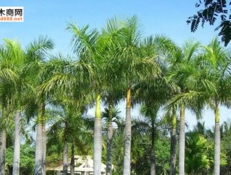 菲律宾从今年开始暂停砍伐椰子树