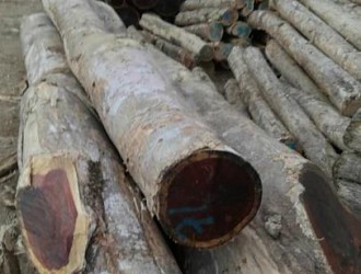 张家港铂菲特贸易有限公司--巴拿马红檀香木材