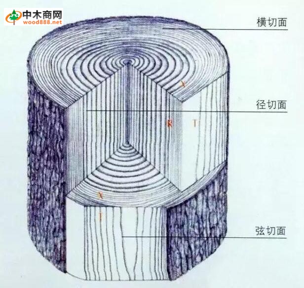 木材的切面介绍