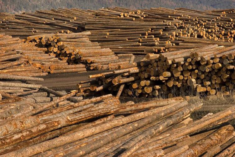 加拿大不列颠哥伦比亚省原木出口猛增，但出口政策未定