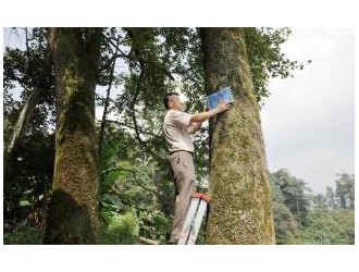 广西木材图谱：广西珍稀优良树种图库/枫香木