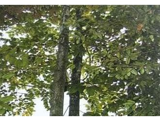 广西木材图谱：广西珍稀优良树种图库/黧荫栲木