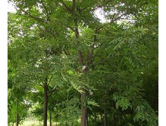 广西木材图谱：广西珍稀优良树种图库/南酸枣木
