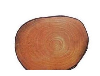 广西木材图谱：广西珍稀优良树种图库/凤凰木