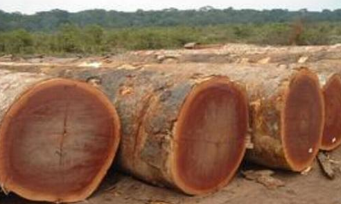 非洲木材价格略微上涨，沙比利涨5%