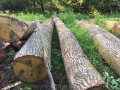 德国金威木业进口法国白橡原木ABC级可锯切家具家居装修建材图3