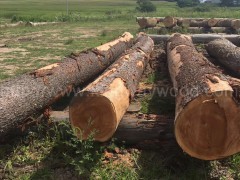 木业供应美国进口樱桃原木 北部原木木质家居材 进口原木图3