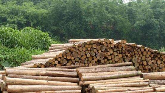 中国周边国家禁止木材出口 木材家具行业或迎涨价潮