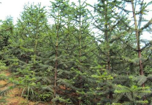 杉木速生丰产林营造新技术