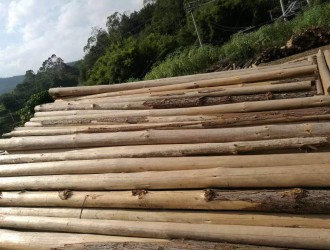 杉木原木_松木_杂木_杉木板材首先茂名市润泽木业自家园林