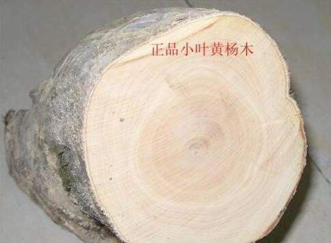 全球名贵木材鉴赏之黄杨木