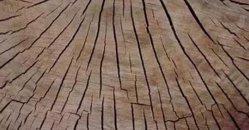 谈谈何为木材的应力_木材干燥与应力
