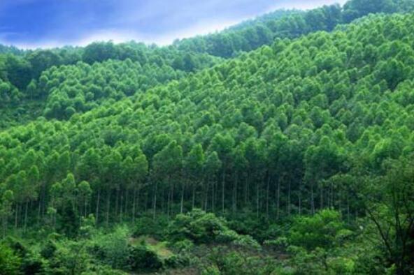 国家林业局：2017年全国林业产业总值预计突破7万亿