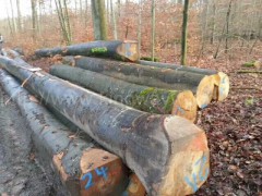 木业供应德国进口优质榉木原木AB级可锯切地板材门床柜子料图2