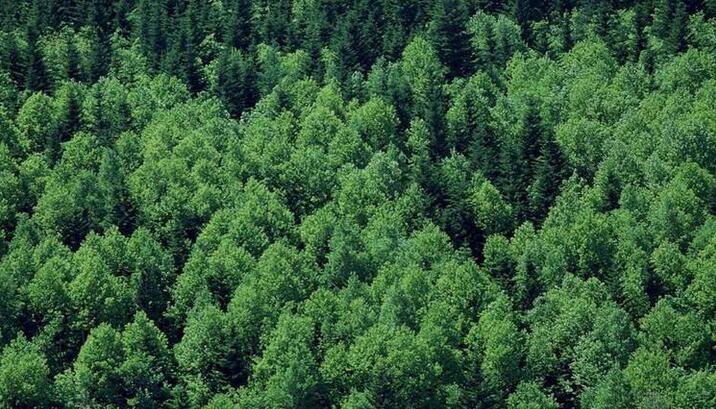 俄罗斯出台相关措施促进林产工业发展
