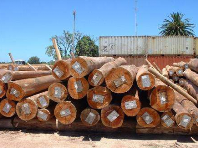南美原木市场现货较为充裕