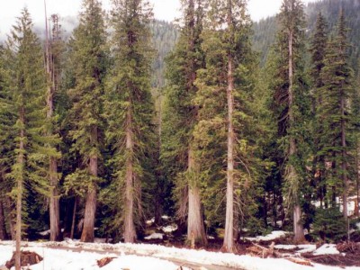 为什么说红雪松是最天然的防腐木,红雪松与其它树种耐腐性能对比