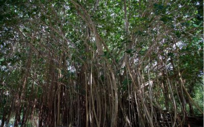 大栌榄树：种子300年都不发芽，那它是不是要灭绝？