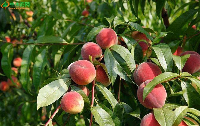 、果树。说到可以种植的果树那就太多了，苹果树、橘子树、脐橙树、梨树、桃子树、枇杷树