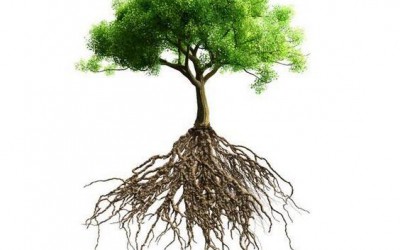 根深才能叶茂,如何让苗木多生根?