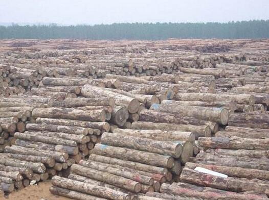  一年木材加工120万立方米,产值40.6亿！它是怎么做到的？
