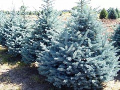 蓝杉是何树种？美国蓝杉要怎么种植？