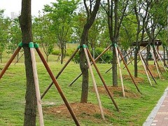 果树大苗和大树移植的保活技术