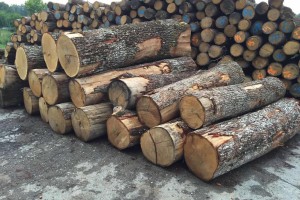 欧洲白橡原木材的特点
