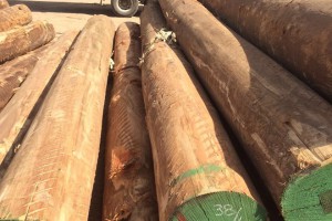 南美《尤加利》玫瑰桉木原木图片