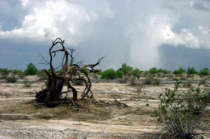 墨西哥沙漠铁木的树木与材质