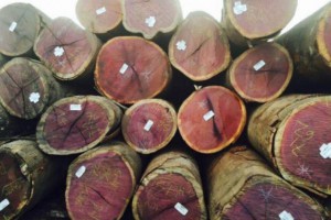 巴西紫心木原木产品图3