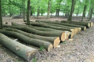 歐洲白橡木原木产品图2