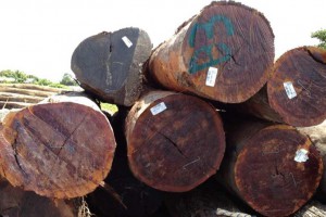 南美木材的爆发性增长，还归功于全球各国对木材的出口限制