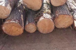 巴西松木 进口木材 质量好图1