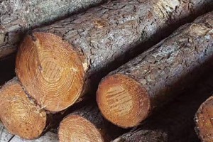 巴西松木 进口木材 质量好图2