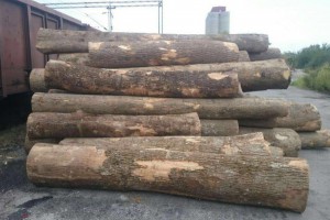 欧洲塞尔维亚白蜡木原木最新批发价格