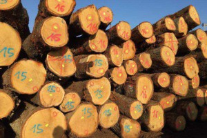 欧洲白橡木原木厂家批发报价图2