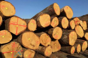 欧洲白橡木原木厂家批发报价图3
